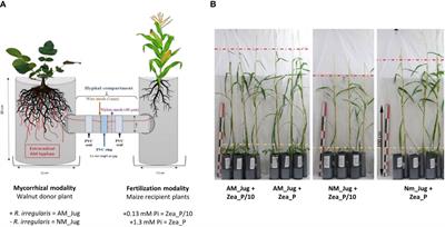 Evidence that a common arbuscular mycorrhizal network alleviates phosphate shortage in interconnected walnut sapling and maize plants